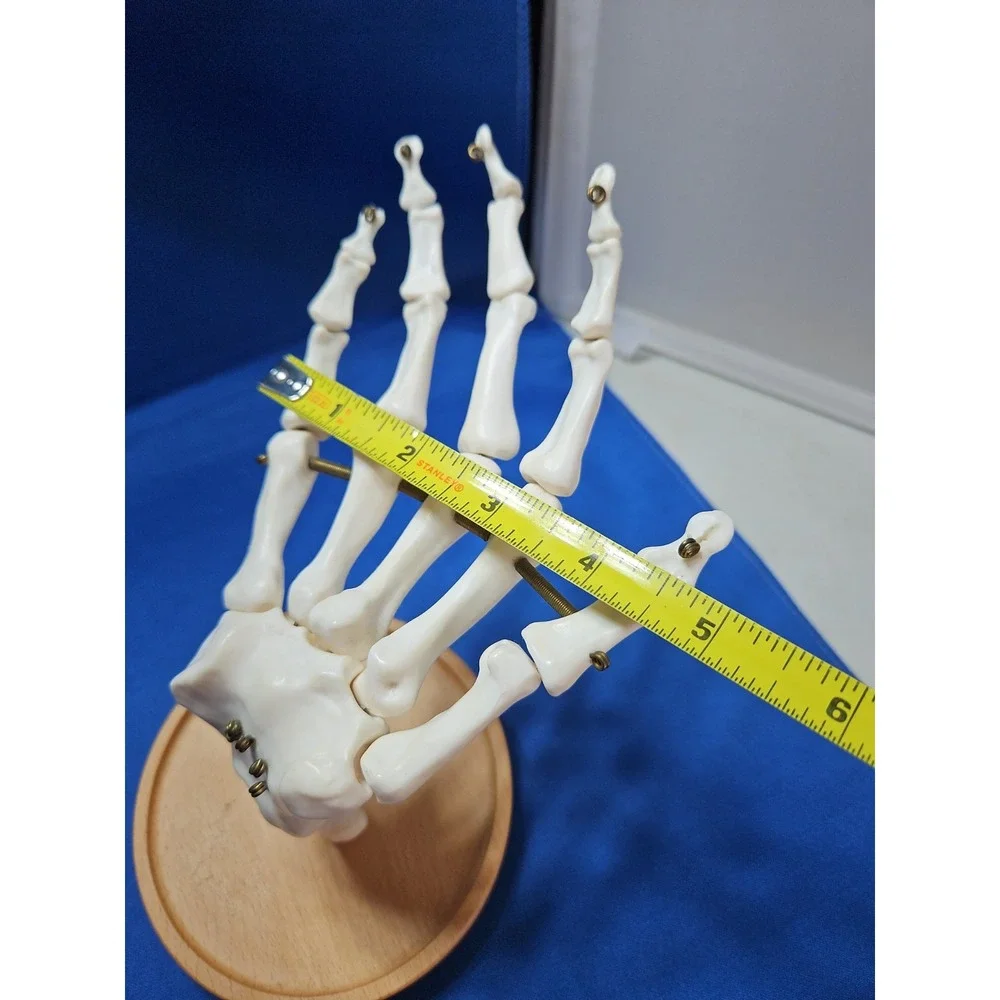 Skeleton Hand Jewelry Stand Ring Necklace Holder Gothic Halloween Life-Size